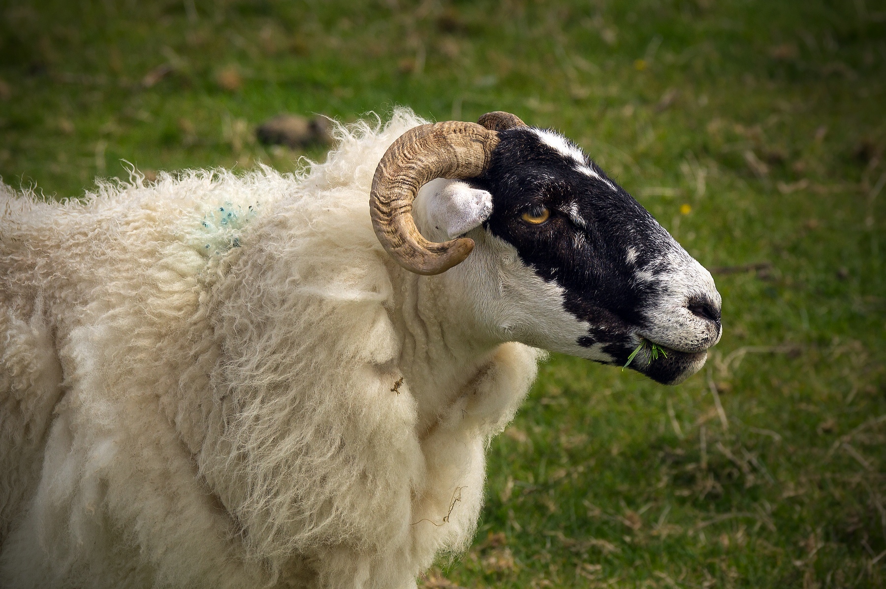 Schaf, Schottland 2015