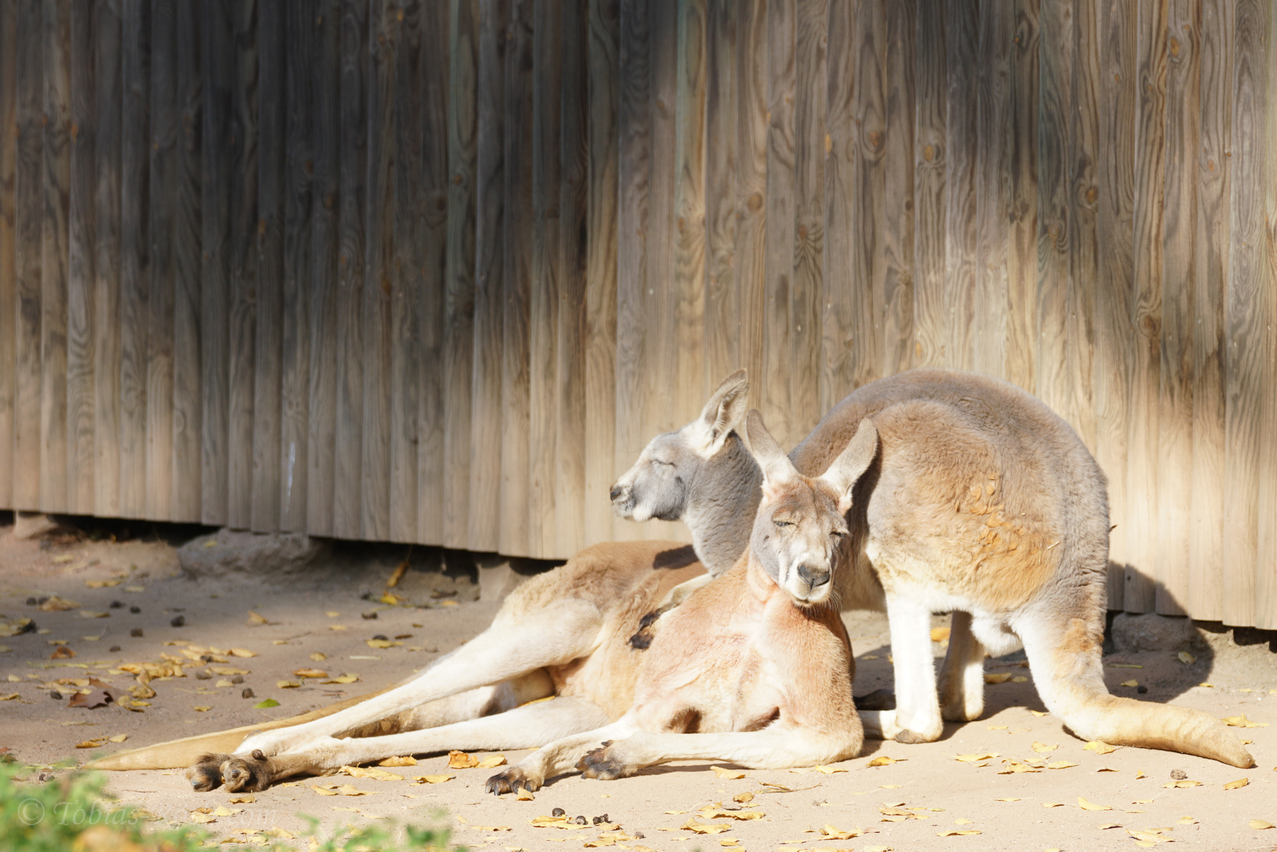 Two lazy kangaroos