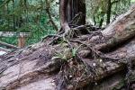 Redwoodbaum wächst auf Redwoodbaum