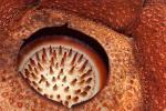 Rafflesia Keithii (2)