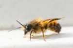 Mauerbienen im Abstellraum beim Putzen