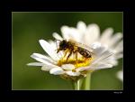 Biene - so wie es sein soll