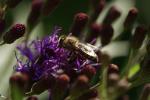 Bienchen auf Blümchen