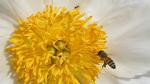 Biene und Ameise auf Pfingstrose
