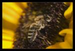 Biene in der Sonnenblume