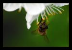 Die Biene an der Sauerkirschblüte