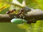 Ameisen small-talk
