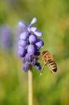 Biene und Traubenhyazinthe