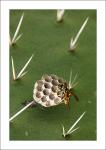 Wespe mit Nest auf Opuntie