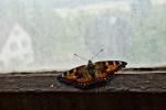 Schmetterling am Fenster