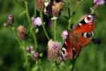 Kleine Welt der Schmetterlinge (2)