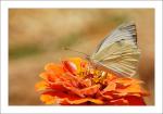 Schmetterling (V2)