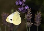 weißgelber Schmetterling