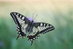 Schwalbenschwanz, (Papilio machaon)1