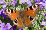 Schmetterling unbekannt
