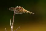 Vierfleck Libelle