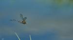 Libelle Flug
