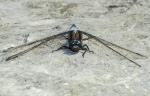 Libelle 1 (Plattbauch)