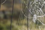 Spinnennetz neu