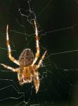 Spinne im Gegenlicht
