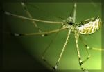 Industrial Spider