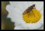 Mücke auf Blume 2