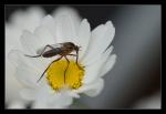 Mücke auf Blume 3