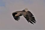 Flying Eagle 8