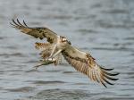 osprey with prey