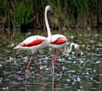 Flamingos in der Camarque