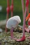 Sensation - Kopfloser Flamingo !