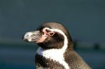 Pinguin mit roten Augen