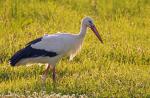 Storch 1