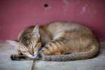 Cats of Myanmar -I-