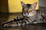 Cats of Myanmar -III-