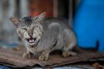 Cats of Myanmar -II-
