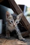 Cats of Myanmar -VIII-