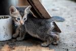 Cats of Myanmar -IX-