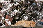 Katze und Magnolien