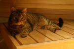Katze in Sauna
