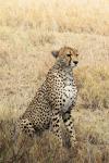 Cheetah 007 neu
