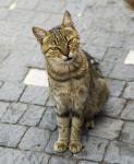 Katze schaut böse (Türkei)