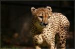 Gepard 3