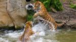 Tigerchen kämpfen