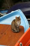Katze auf Boot