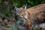 Luchs in Beobachtung