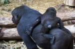 Zoo Heidelberg: Westliche-Flachlandgorillas