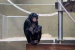 Wilhelma bei den Bonobos