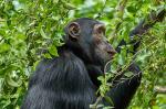 Schimpanse in Kibale