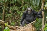 Schimpanse in Kibale